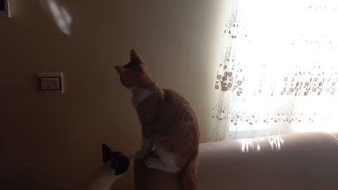 The reflection of light from the mirror on the wall and being chased by the cute cat