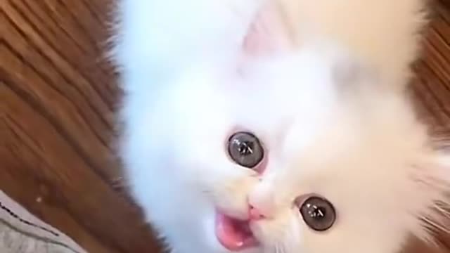 Cute baby kitten