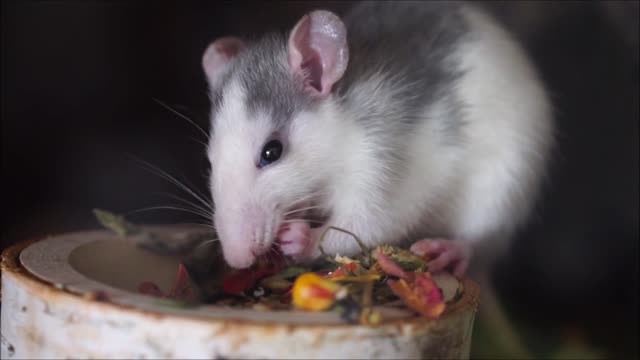 Cute hamster eating