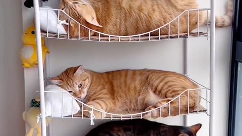 Cats on a shelf 😊