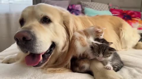 Cute Tiny Kittens and Golden Retriever
