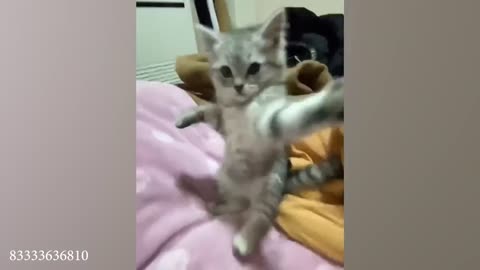 funny and lovely cats