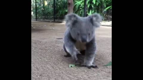 Cute baby animals Videos Compilation cute moment of the animals - Cutest Animals #4