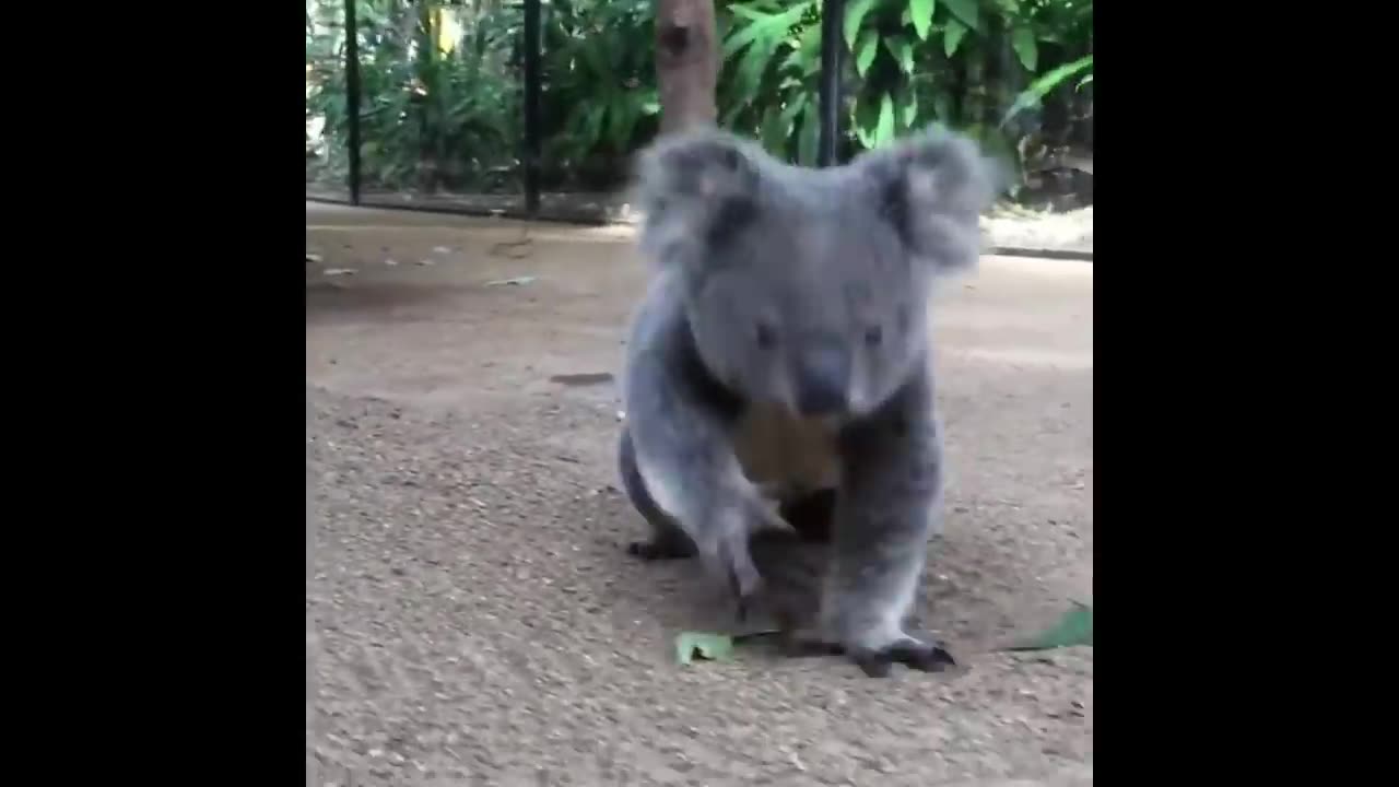 Cute baby animals Videos Compilation cute moment of the animals - Cutest Animals #4