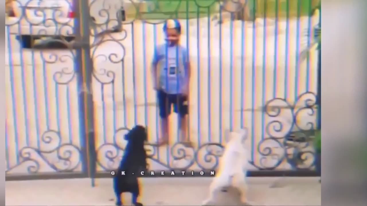 Dogs 🤣 funny videos