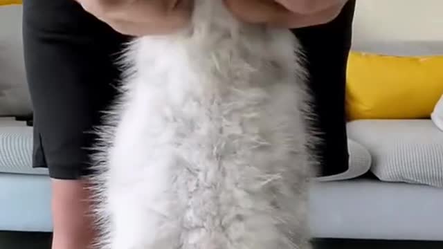 You will see the cat in front of you.