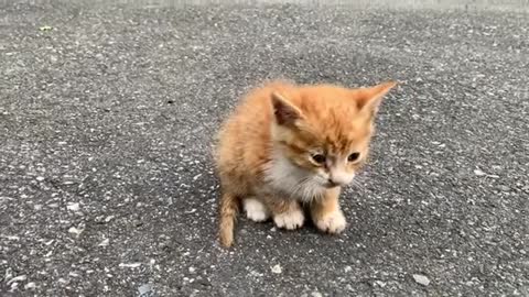 A little cat who and calls his mother to eat