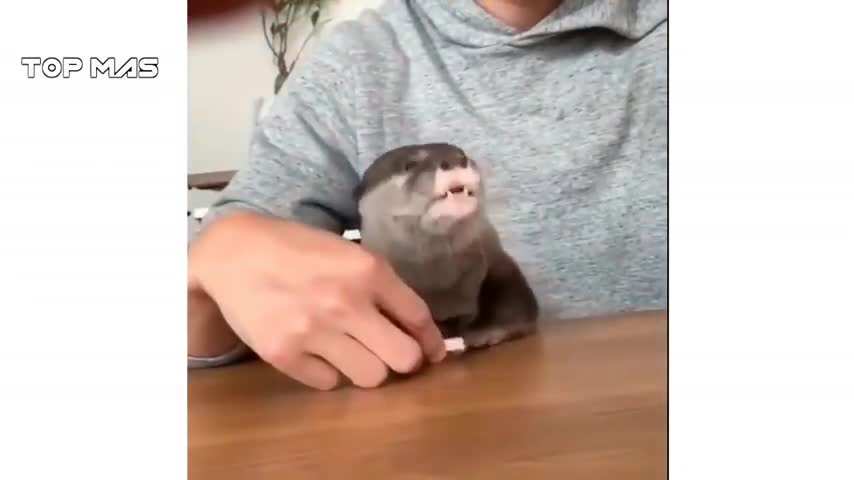 Lindo animales bebes