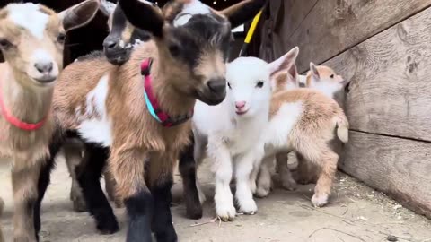 24 Curious goat kids!