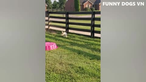 Funniest Animal Videos