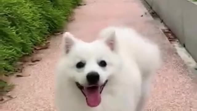 Funny cute dog | Tiktok compilation