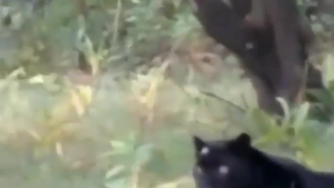 Wildlife in closer view with a natural perspective.