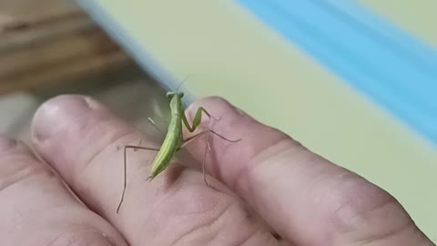 Baby Mantis