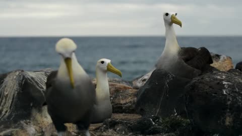 Wild Galapagos - Part 9: In the Grip of the Ocean