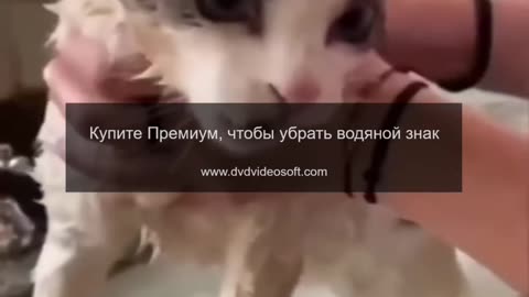 Котики