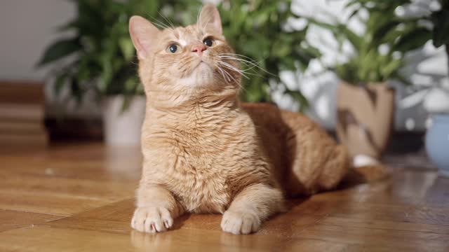 a ginger cat on the floor