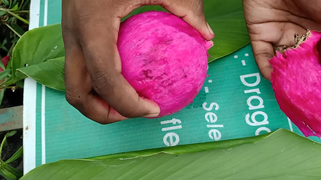 Dragon fruit cutting in forest