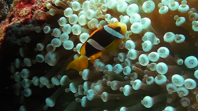 exotic fish in aquarium