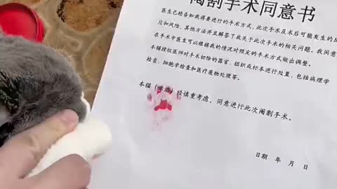 Cute cat tortured and forced to confess