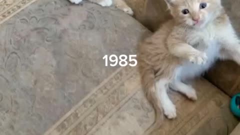 give your pet a five
