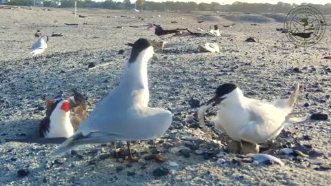 Crab Bank Seabird Sanctuary Nesting Season 2022 Highlights_Cut