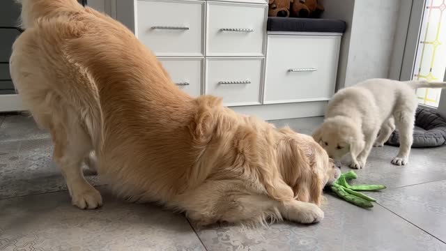 Puppy is trying to take the toy away from the Golden Retriever