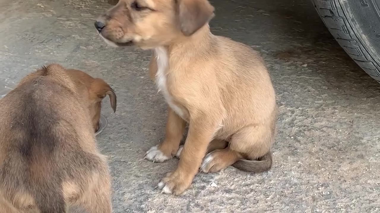 I feeding 2 Hungry puppy