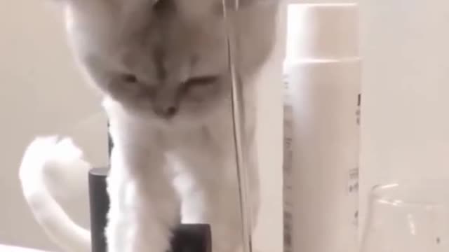 Funniest Pets Funny cat Funny Dog