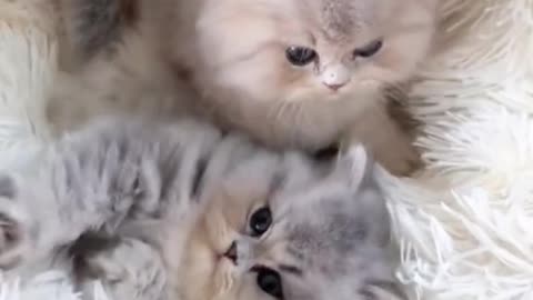 What charming kittens