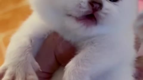 Cute kitten cat