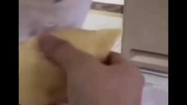 Cat sucking very funny smart animal