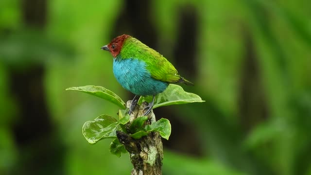 The most beautiful colors of birds