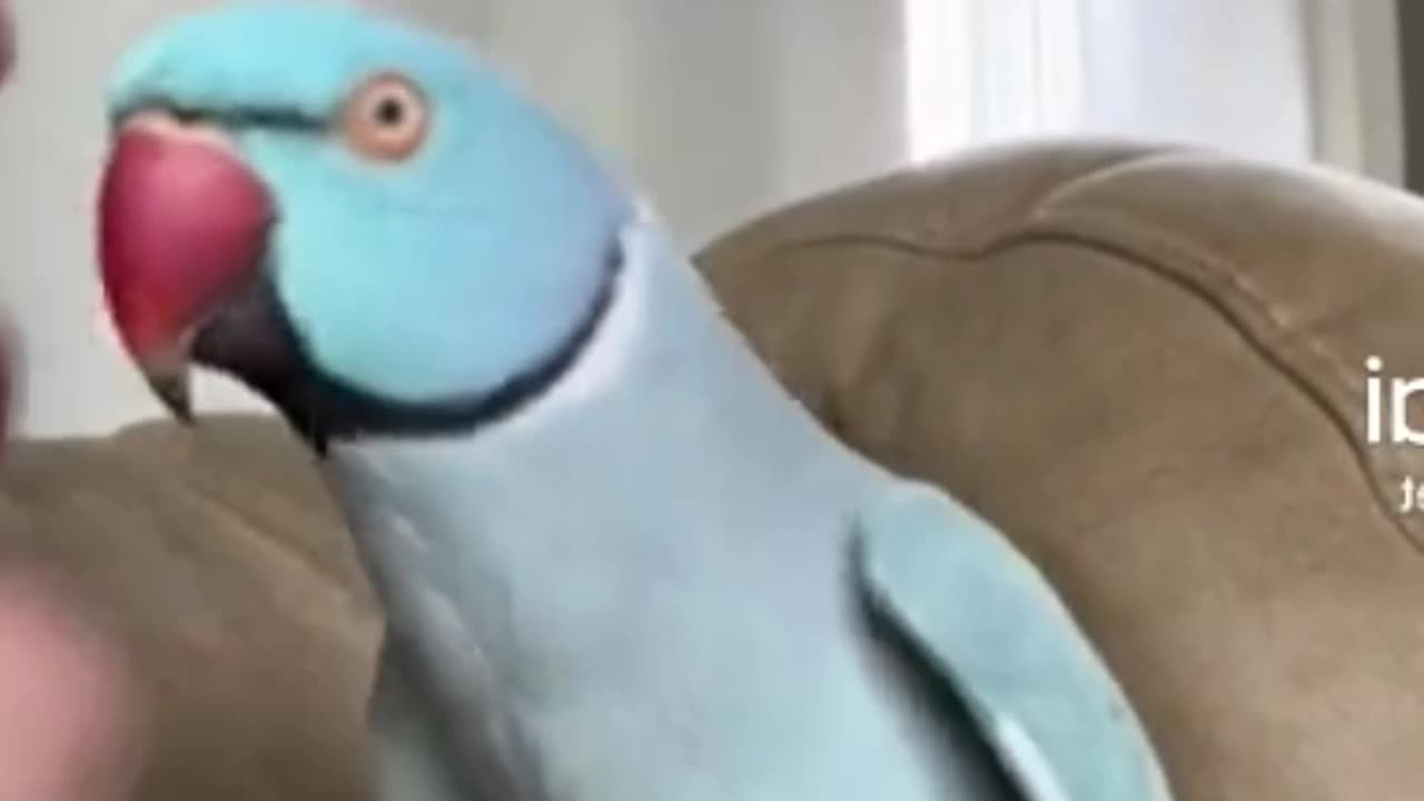 Que coisa mais linda