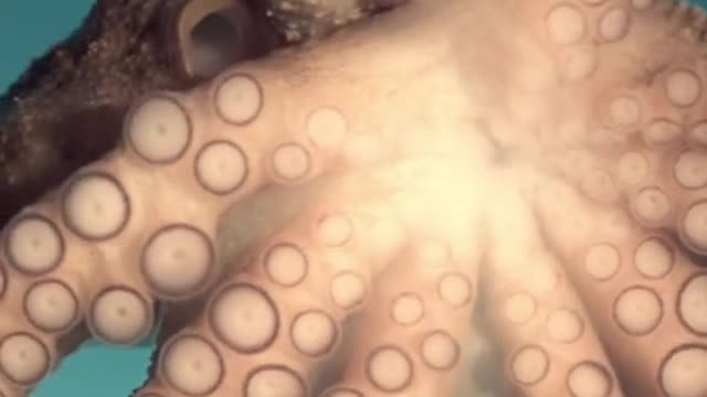 Australian female octopuses have developed a surprising way to deal with unwanted male attention.