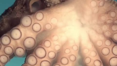 Australian female octopuses have developed a surprising way to deal with unwanted male attention.