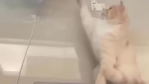 Funny Videos 2022 😍 Cutest Cats and Dogs 🐱🐶