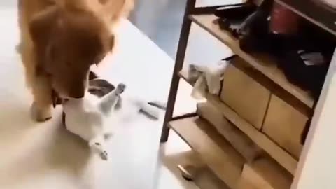 cat and dog friendship