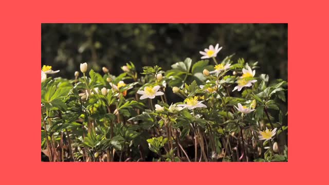 Dancing flowers 😍💕