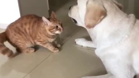 Cute cat and Dog moment 😚