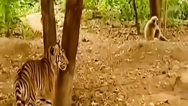 The monkey scared the tiger