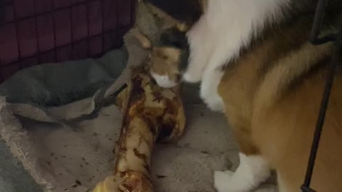 Big Bone