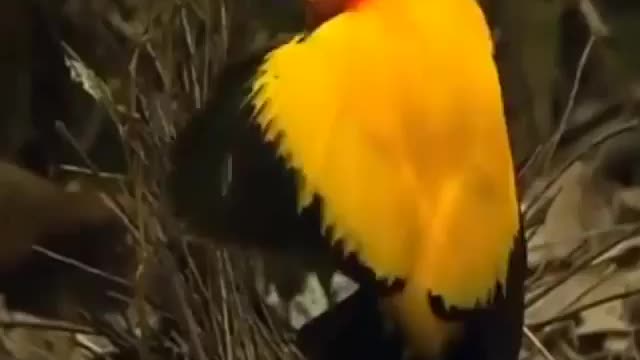 Bird world funny