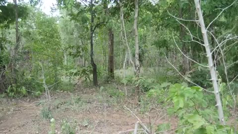 Two boys surviving and cooking in the jungle