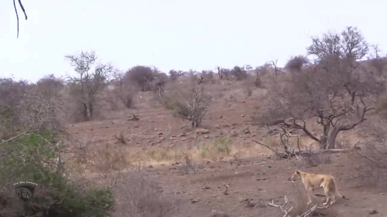 Lion Failed Miserably When Attack By Warthog So Brutally || Animal Planet Discovery