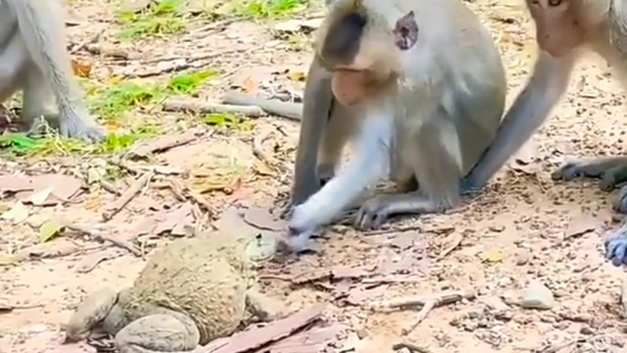 Comedy and funny videos