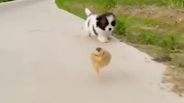 Awesome Funny Pet Animals | Cute Animals | Super Funny Dog Videos