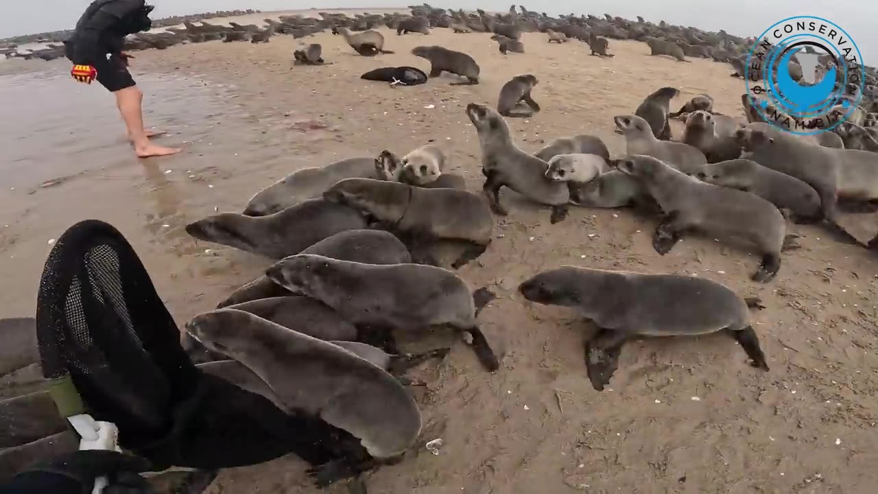 34 Seals Rescued In One Day!