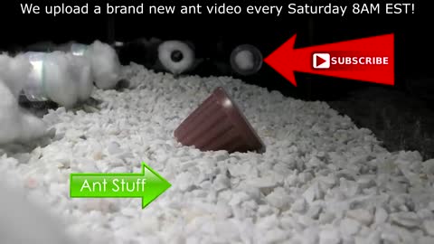 7 ant colonies in 1 arena