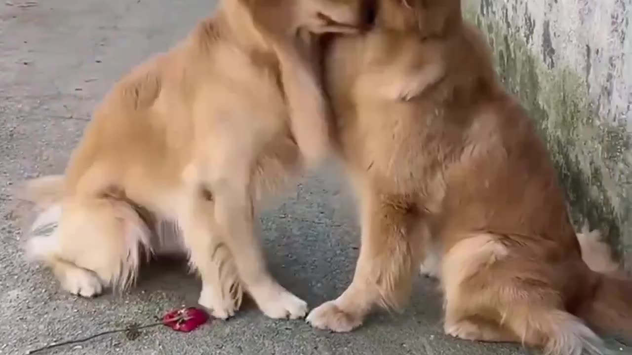 Funny dogs