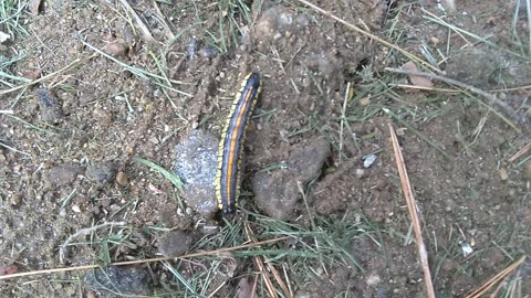 Brown-hooded owlet caterpillar